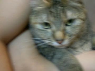 拾いねこ＠生後726/693日　月音さんが甘えん坊で可愛い