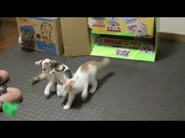 ちゃとらとはちわれ　2014　子供と子猫