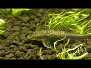 60cm水草水槽立上げてみた【PART 3】