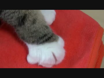 意外と器用な前足とねこ。