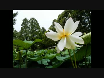 Lotus flower