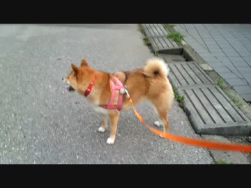 お散歩中ぬこ発見！