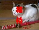 【KAITOV1V3】我が道よ【猫侍ＯＰカバー】