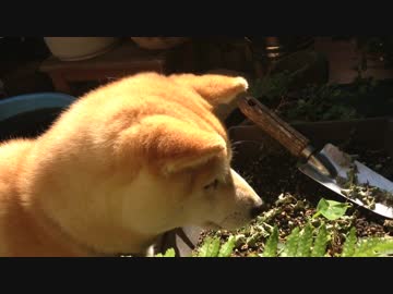 ひたすらハエを見つめる犬3〜そして歴史（犬とハエ）は動いた〜