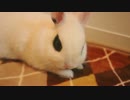 寝転ぶうさぎ