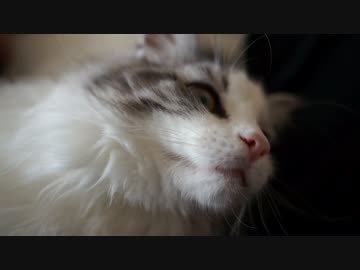 【#242】 涼しい　【猫万歳】