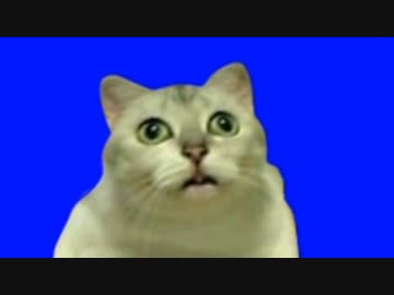 進化したMUR猫BB.mp4