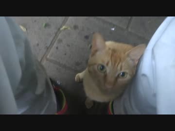 茶トラ猫兄弟、雨でハイテンションになり奇行を繰り返す