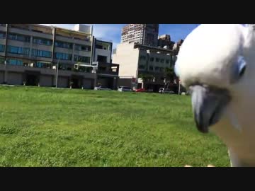 タイハクオウムのフリーフライト