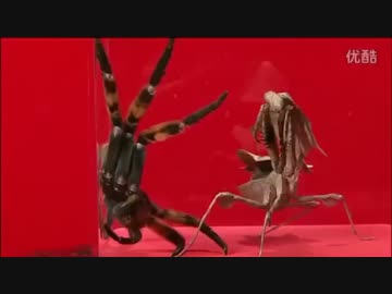 虫皇帝　カマキリの戦い　その５