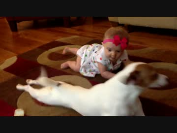 赤ちゃんにハイハイの仕方を教える犬がめちゃキャワ(*´・ω・｀*)