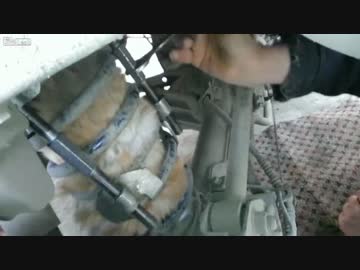 捕まってしまう猫ちゃん