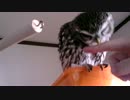 フクロウの鳴き声