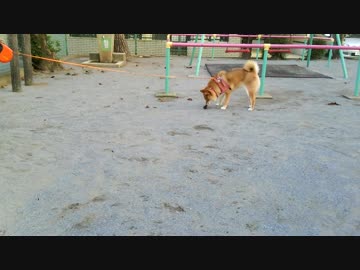 柴犬　松ぼっくり
