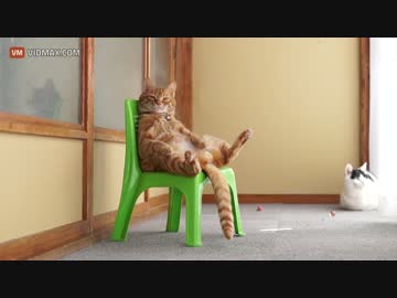 隠居生活を迎えたヌコ(●ↀωↀ●)