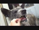 【秋田犬】うまうまぁ！【海くん】