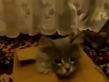 動物の赤ちゃんがかわいすぎる！