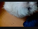 和我家狗勾講話