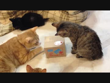 猫はネコ貯金箱にどう向き合うか