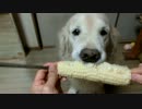 ボクとうもろこし大好きなんだなＵ◕ฺܫฺ◕ฺＵ