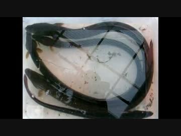 ウナギ釣り in 静岡　釣りすぎ注意！