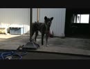 【秋田犬】お掃除中、海くんは……。【海くん】
