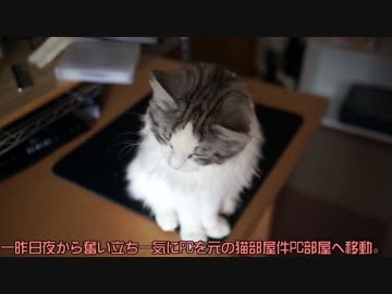 【#243】 快適猫部屋生活　【猫万歳】