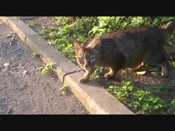 【猫の去勢後検証】暴虐のキジトラ、去勢でその牙を抜かれる