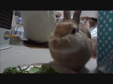 パセリを食べた瞬間、ブサイクになるうさぎ