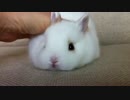 雪見だいふく？！ うさぎの赤ちゃん