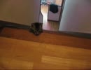 子猫が初めて階段を上りきったUC