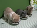 うさぎとねこ