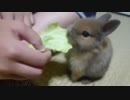 ウサギの赤ちゃん