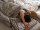 めざましうさぎ２
