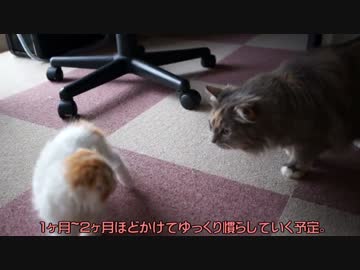 【#244】 対面中　【猫万歳】