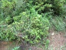 初夏の虫の鳴き声8min Nature Sound
