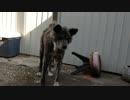 【秋田犬】ナイスキャッ…チ…？【海くん】