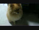 それ「待て」なんですか？