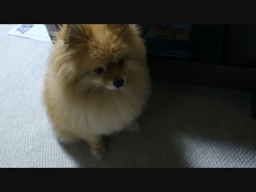 それ「待て」なんですか？