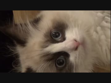 ラグドールのレオ　Vol.30　落下したくせに平然を装う猫