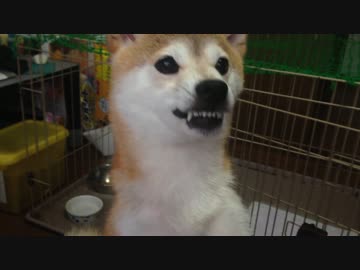 喉を鳴らすシバイヌ