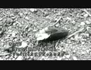 【田舎で遊ぼう】VAPS農園part7　ありのままの農園見せるのよ・・・