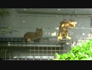 【公園猫戦争余談】公園イチのヘタレ猫、子猫の頃からヘタレだった