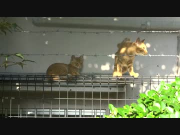 【公園猫戦争余談】公園イチのヘタレ猫、子猫の頃からヘタレだった