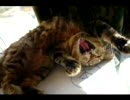 猫のもみもみなど