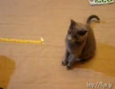 猫のうた