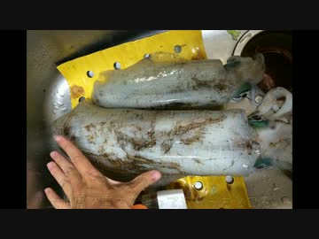 成長しない釣行記 21　エギングに挑戦してみよう