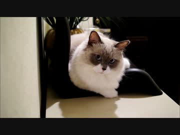 一歳八ヶ月の猫が悩みを聞いてくれそうな気がするだけの動画