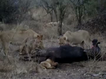 子ライオンがバッファローの肛門に頭を突っ込んで瀕死の状態に