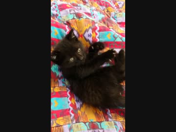 このネコのクロ動画に絶えられるヤツ居るの？